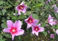 Albums/20060800-China Aug 2006/20060804-Shenyang University/21